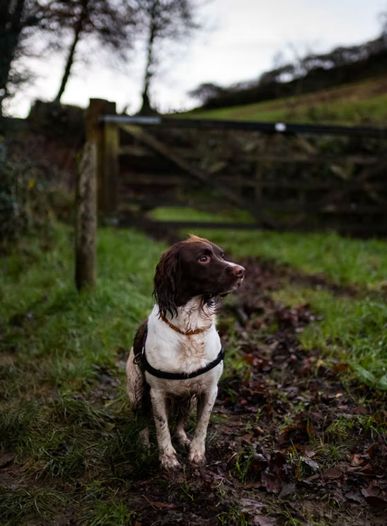 Green Spaces - The Well House